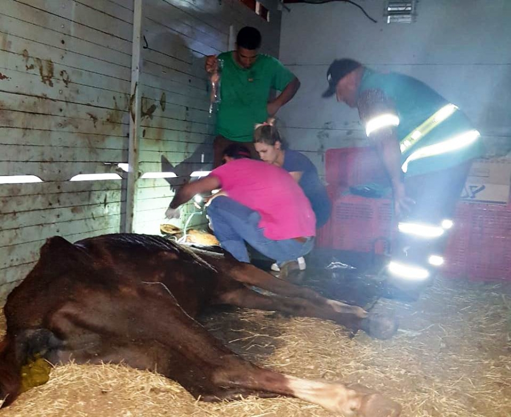 Saúde e Unimar resgatam cavalo vítima de maus tratos em Marília