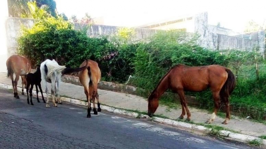 Serviço de Resgate em Marília retira 96 animais de grande porte das ruas em 2021