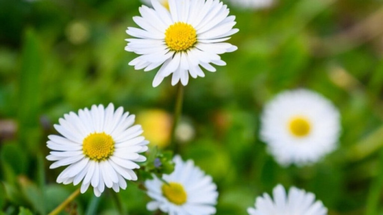 Redação EdiCase 12 plantas fáceis de cultivar para fazer chás