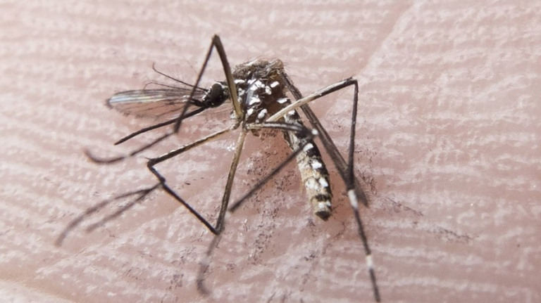 Número de mortes por dengue triplica no Brasil em 2022