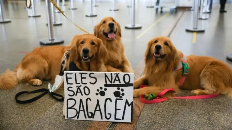 Fabio Rodrigues – Pozzebom / Agência Brasil – 28/04/2024 Morte do cão Joca mobilizou diversos setores da sociedade a respeito do transporte de animais domésticos em voos comerciais