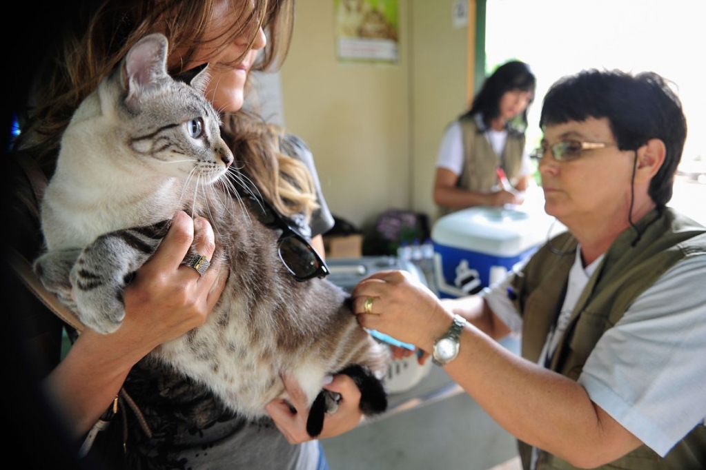 Vacinação atinge 6.471 animais e vai para zonas leste e oeste