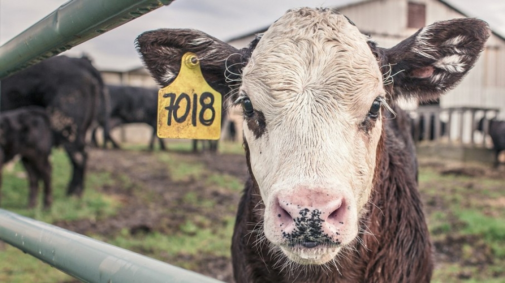 Agricultura confirma dois casos de vaca louca e suspende exportação para a China