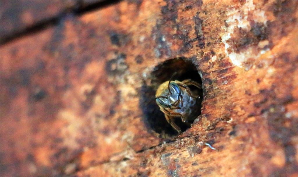 Projeto reintroduz em Marília espécie de abelha em risco de extinção