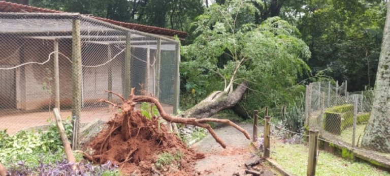 Queda de árvore provoca ataque de abelhas e seis aves morrem em bosque de Garça