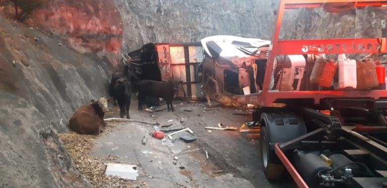 Caminhão com gado tomba na Serra na BR-153 em Ocauçu