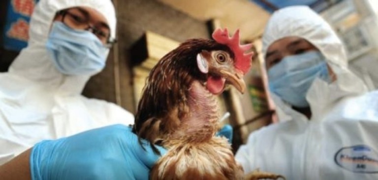 Gripe aviária infecta humanos e preocupa autoridades: já matou 463 em 23 países