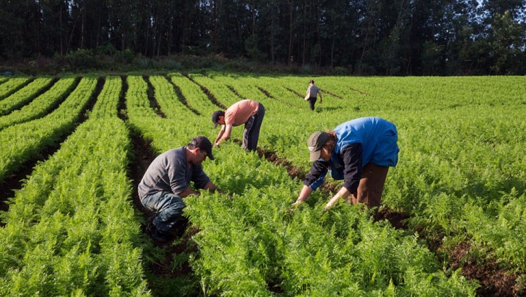 Casa da Agricultura vai retomar orientação de produtores em Marília