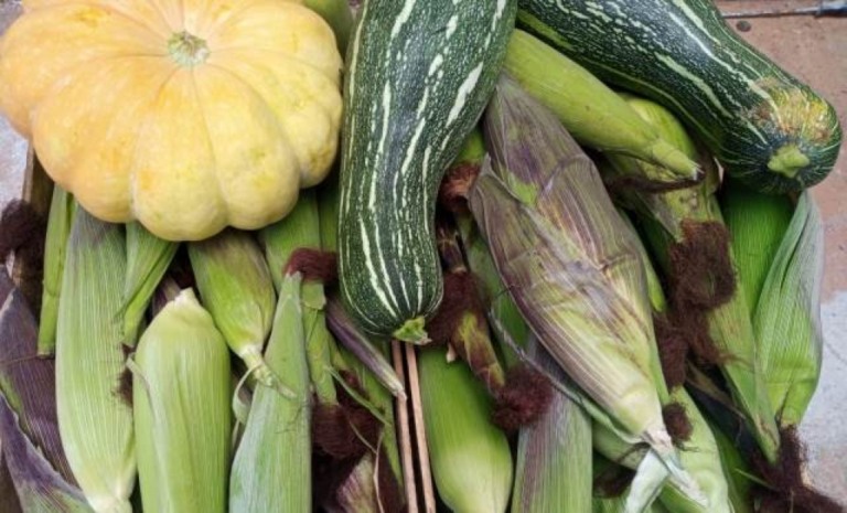 Projeto Agrofloresta faz primeira colheita de alimentos em bairro de Marília