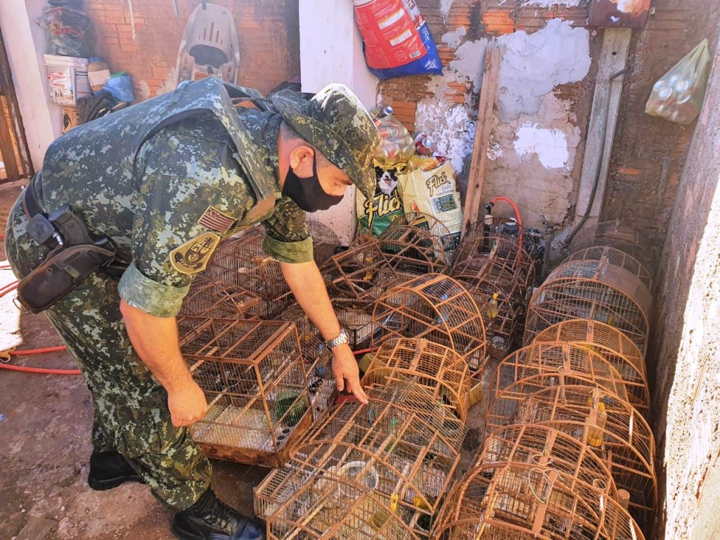 Polícia aplica R$ 112 mil em multas a criadores de aves em Ipaussu e Vera Cruz