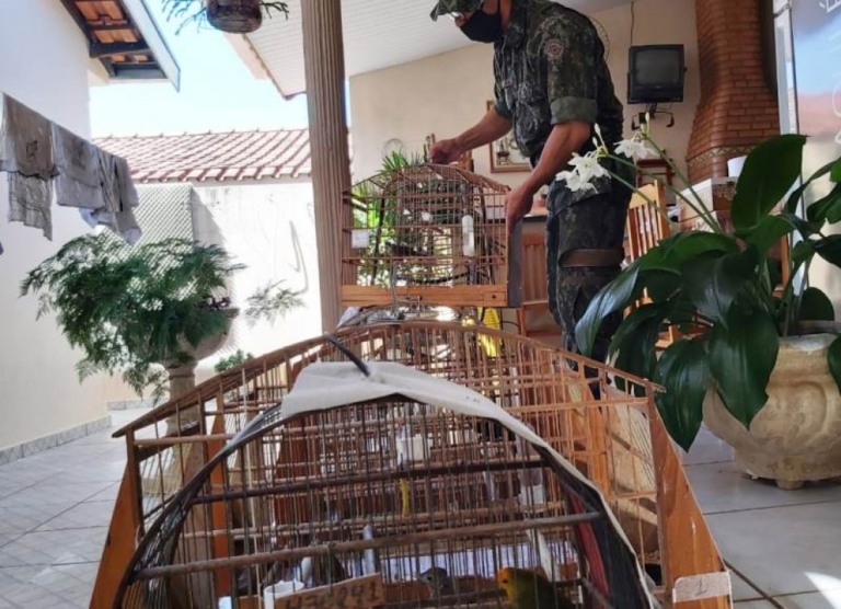 Polícia Ambiental aplica R$ 4.500 em multas a criadores de pássaros em Marília