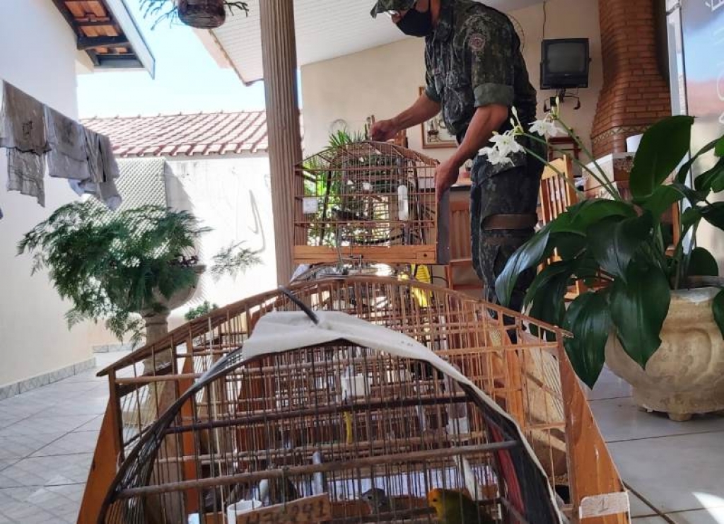Polícia Ambiental aplica R$ 4.500 em multas a criadores de pássaros em Marília Polícia Ambiental aplica R$ 4.500 em multas a criadores de pássaros em Marília