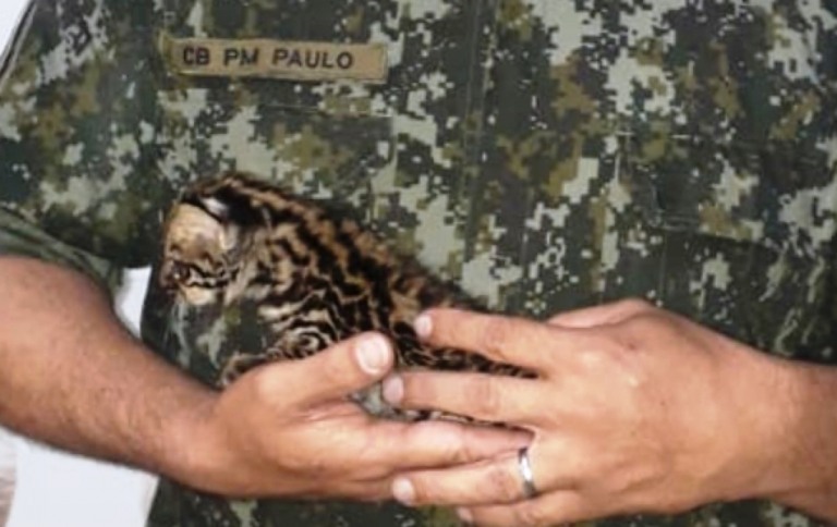 Polícia de Marília resgata filhote de jaguatirica em fuga de queimada na região