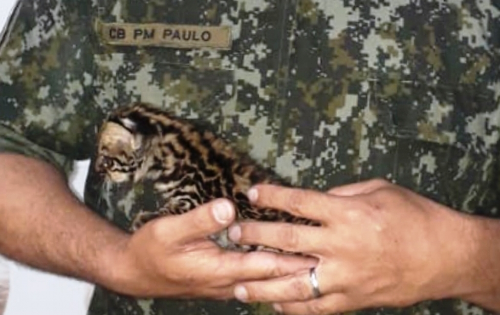 Polícia de Marília resgata filhote de jaguatirica em fuga de queimada na região Polícia de Marília resgata filhote de jaguatirica em fuga de queimada na região