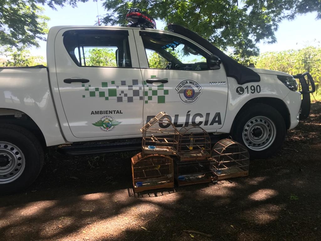 Polícia ambiental liberta pássaros, destrói gaiolas e multa criador em Marília