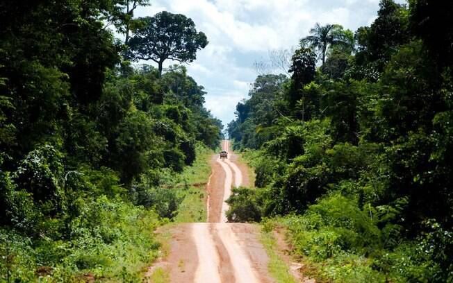 estrada de terra no meio da floresta
