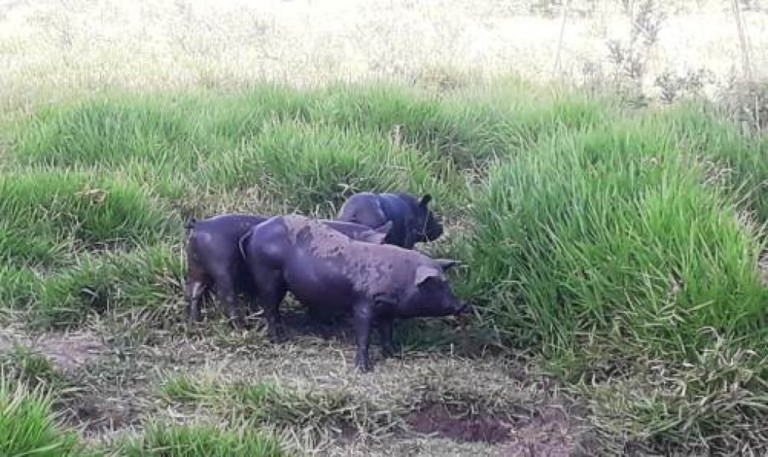 Marília reforça fiscalização contra animais em áreas públicas de preservação