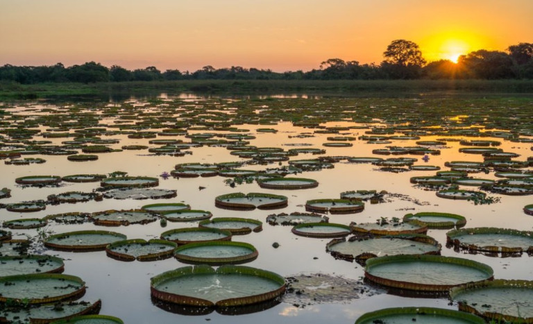Especialistas vão debater conservação da biodiversidade do pantanal