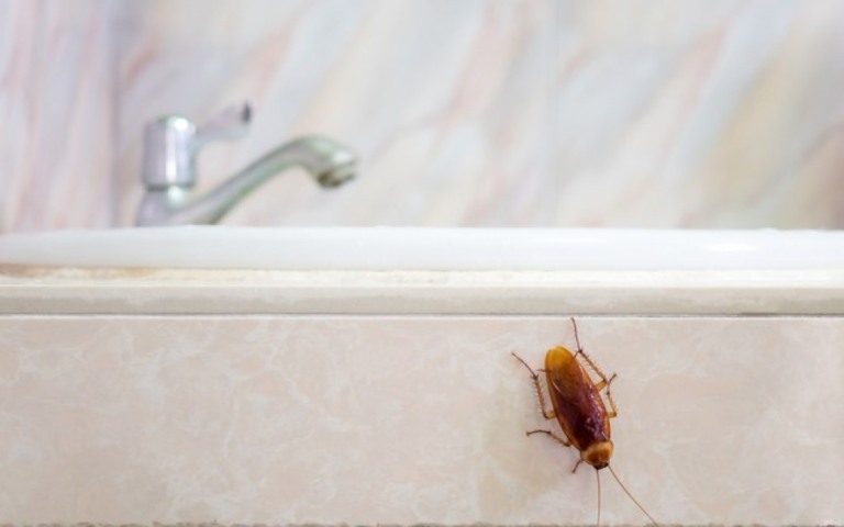Nojo faz sentido! Baratas transmitem doenças e trazem sérios riscos; saiba mais Nojo faz sentido! Baratas transmitem doenças e trazem sérios riscos; saiba mais