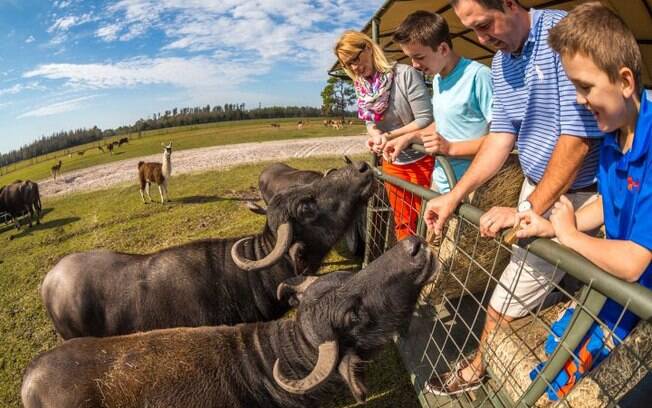 Pessoas participando do safari na flória