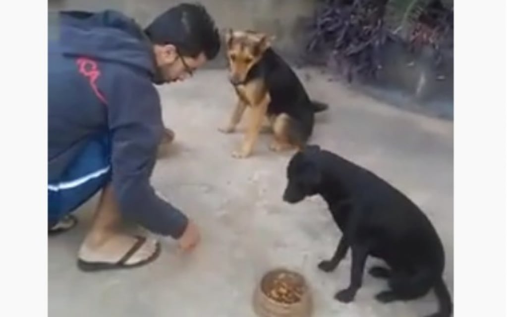 Viralizou! Cães "rezam" com dono antes de comer