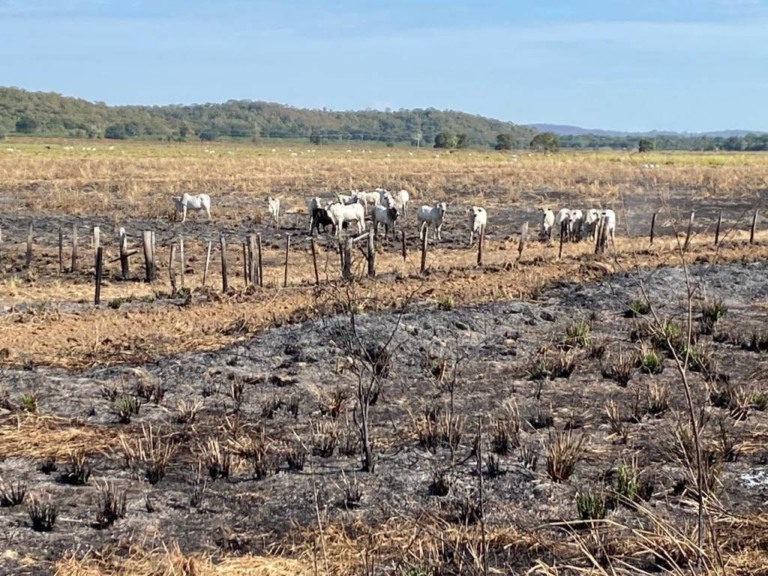 Seca-relâmpago no Centro Oeste e Pantanal preocupa pecuaristas. Falta alimento para o rebanho