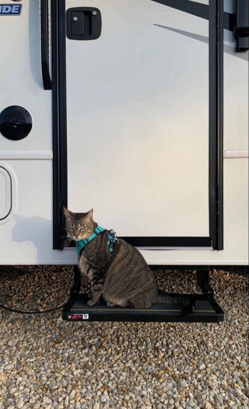 Merlin, no motorhome de Heloísa Velloso. Foto: Arquivo pessoal