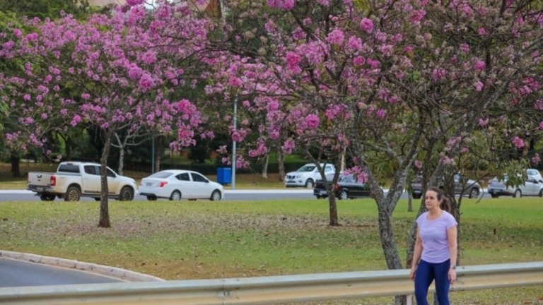 Agência Brasília Floração dos roxos abre a temporada dos ipês em Brasília