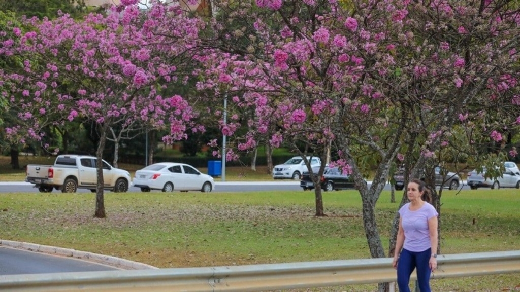 Agência Brasília Floração dos roxos abre a temporada dos ipês em Brasília