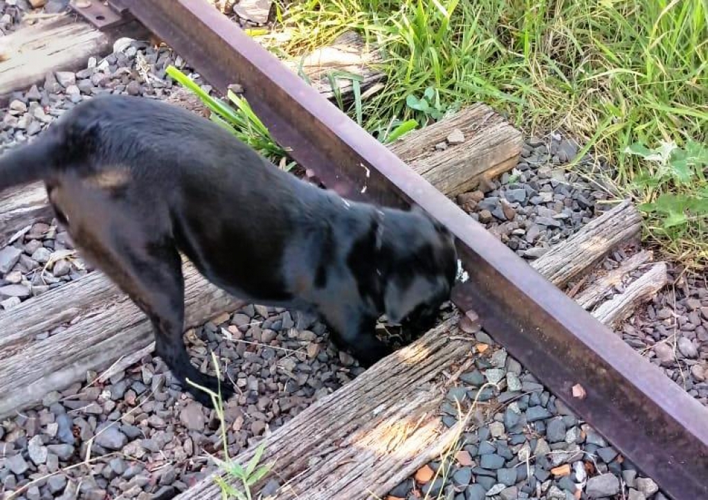 Baep apreende drogas escondias na ferrovia em Vera Cruz; cão ajudou