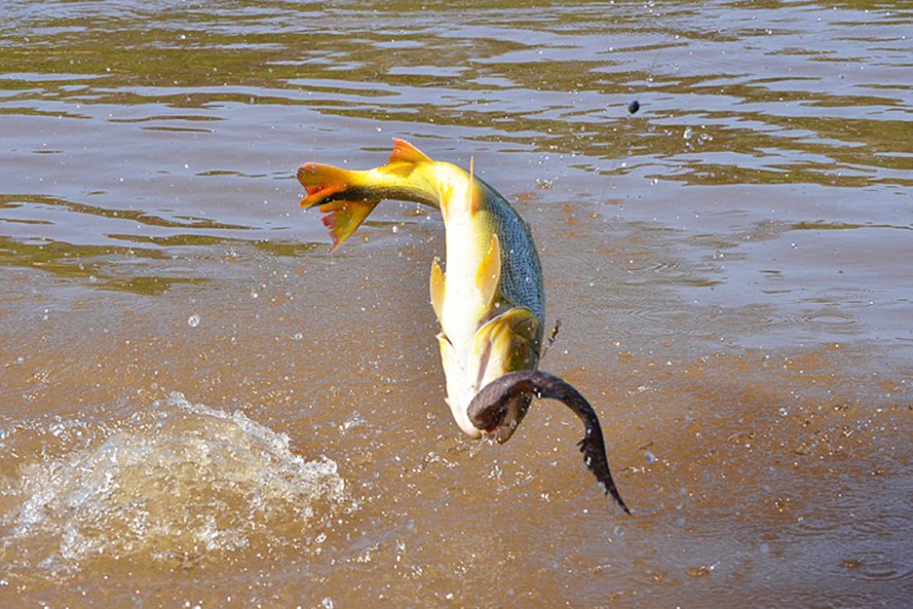 Deputados proíbem pesca de Dourado no Mato Grosso do Sul