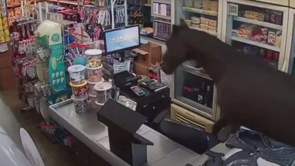 VÍDEO: Cavalo foge de tutor e invade mercado, no sul da Bahia