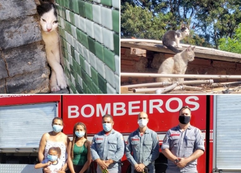 Bombeiros criam 'escudo' de garrafa PET para resgatar gato preso em Marília