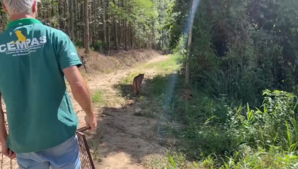 Onça encontrada em Marília é devolvida à natureza após dois resgates