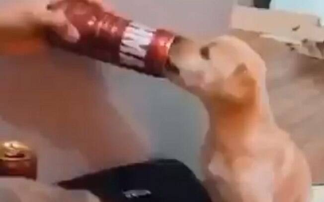 No vídeo%2C é possível ouvir um homem incentivando o filhote de cachorro a tomar a bebida alcoólica.