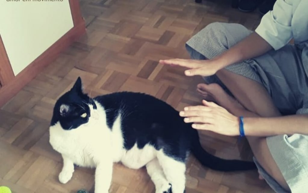 Cada vez mais procurado, reiki em pets auxilia em vários tratamentos