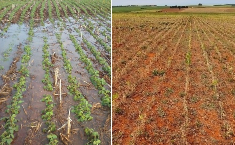 Seca ou chuva atrasam finalização da colheita: veja como está em cada Estado