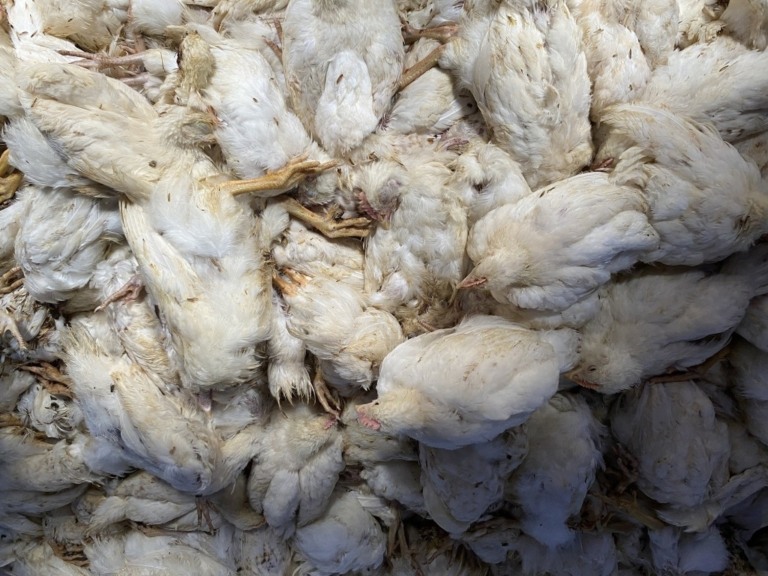 Brasil já soma 160 casos de gripe aviária