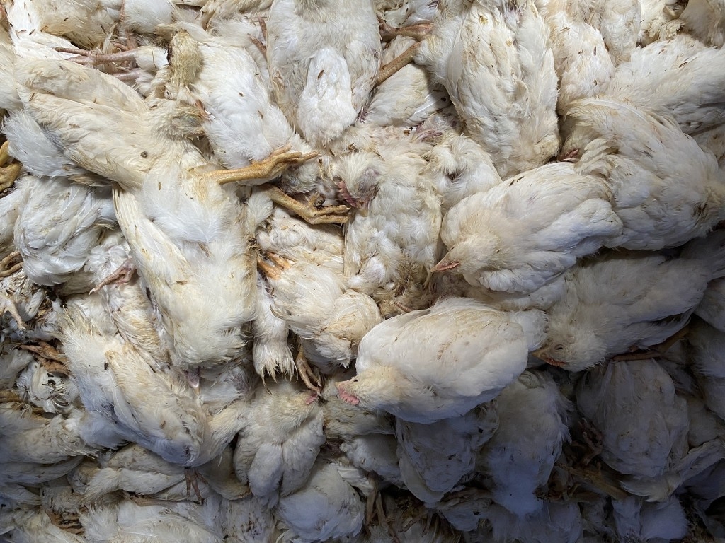 Brasil já soma 160 casos de gripe aviária