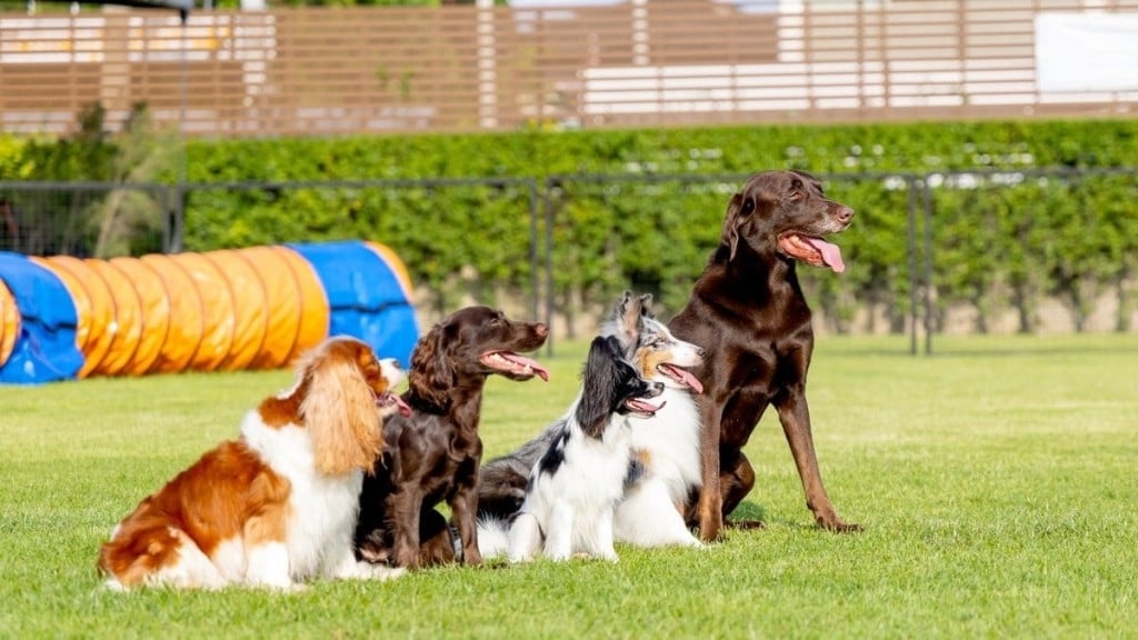 Foto: Reprodução 5 raças de cachorro que mais sofrem com o calor