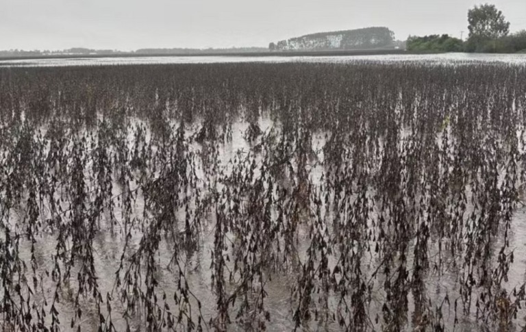 Sistema CNA/Senar realiza ação de ajuda na reconstrução do Rio Grande do Sul