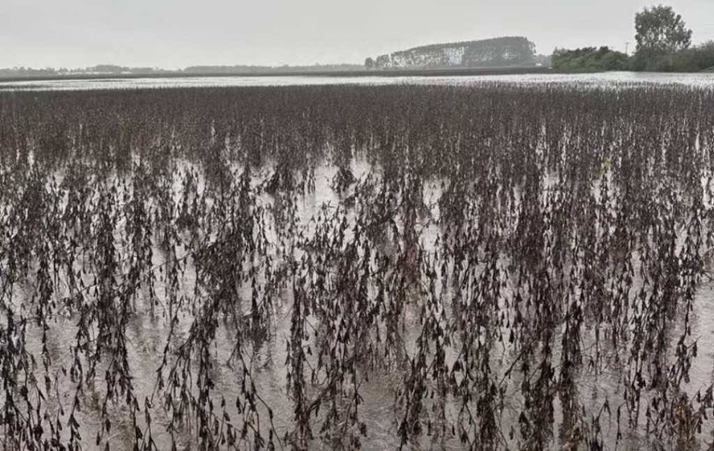 Sistema CNA/Senar realiza ação de ajuda na reconstrução do Rio Grande do Sul Sistema CNA/Senar realiza ação de ajuda na reconstrução do Rio Grande do Sul