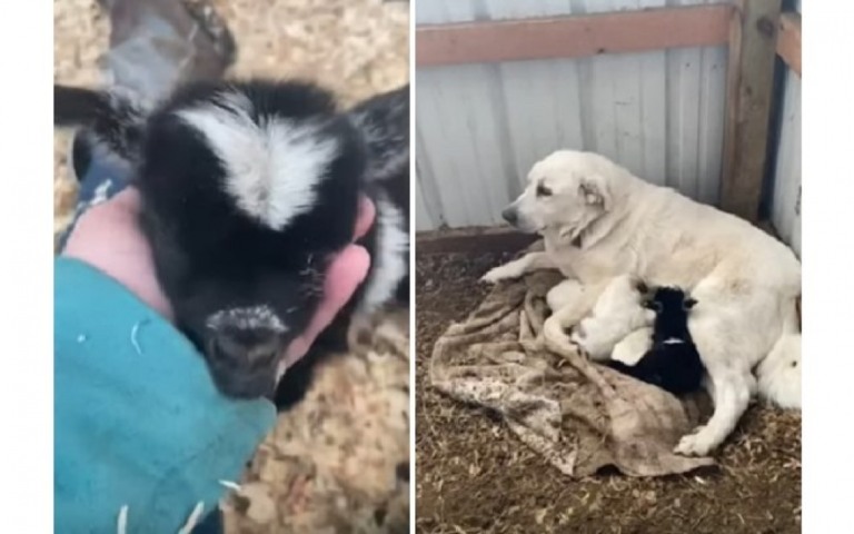 Cadela adota cabra bebê após ela ser rejeitada pela mãe
