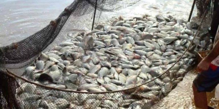 Produção nacional de peixes de cultivo alcançou de 887 mil toneladas