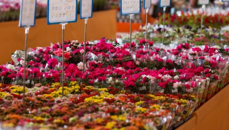 Dia das mães deve movimentar 16% do mercado anual de flores no Brasil