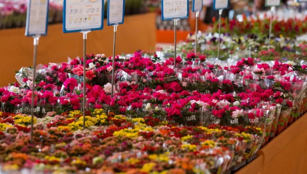 Dia das mães deve movimentar 16% do mercado anual de flores no Brasil Dia das mães deve movimentar 16% do mercado anual de flores no Brasil