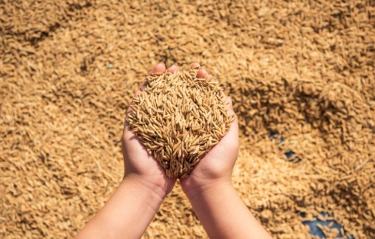 Importações de arroz: entidades do agronegócio se unem e reagem às ações do governo Importações de arroz: entidades do agronegócio se unem e reagem às ações do governo