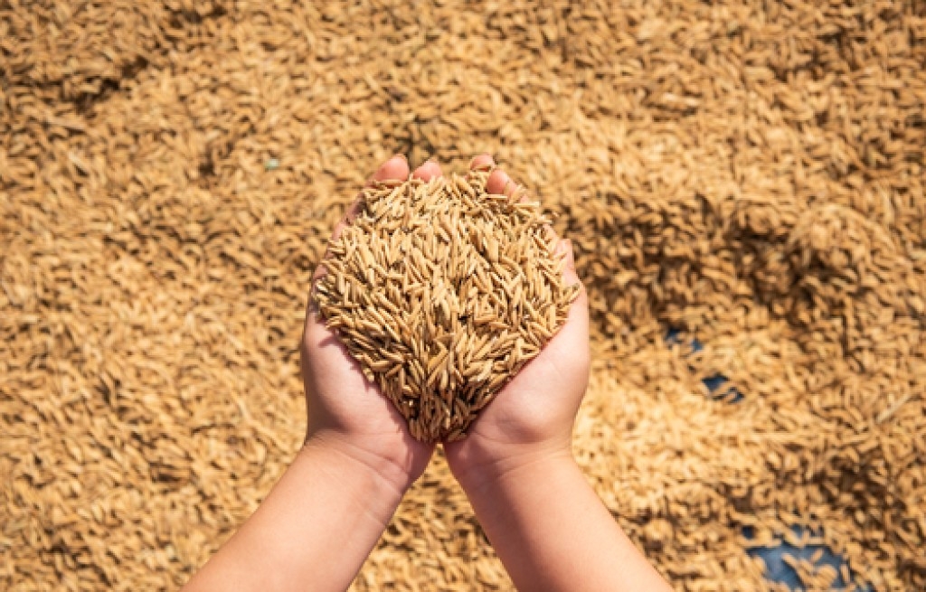 Importações de arroz: entidades do agronegócio se unem e reagem às ações do governo Importações de arroz: entidades do agronegócio se unem e reagem às ações do governo