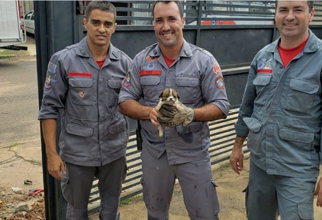 Bombeiros resgatam filhote em tubulação de Marília; assista