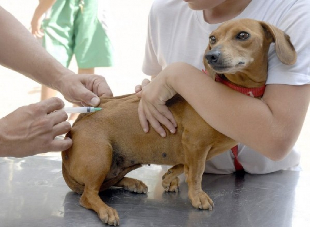 Saúde divulga calendário para vacinação de cães e gatos contra raiva em Marília